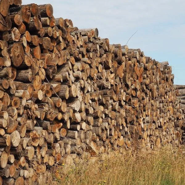 Camion de 30 stères de bois en grume | Hêtre, Chêne, Charme – Bois de chauffage de qualité