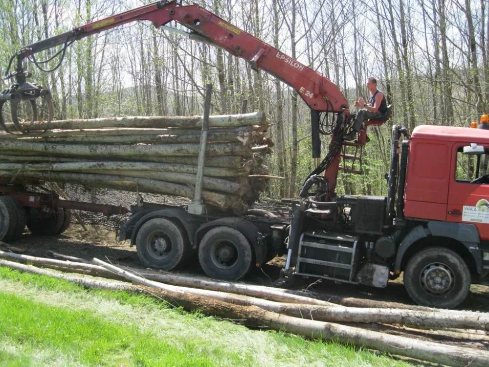 CHÂTAIGNIER EN GRUME